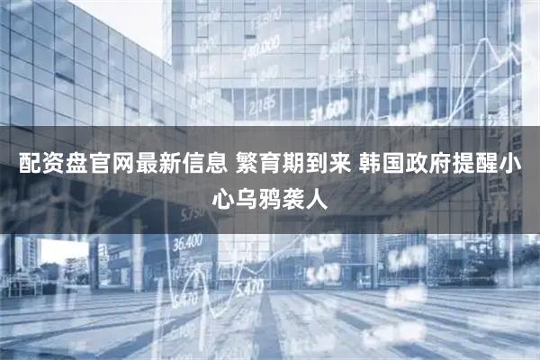 配资盘官网最新信息 繁育期到来 韩国政府提醒小心乌鸦袭人